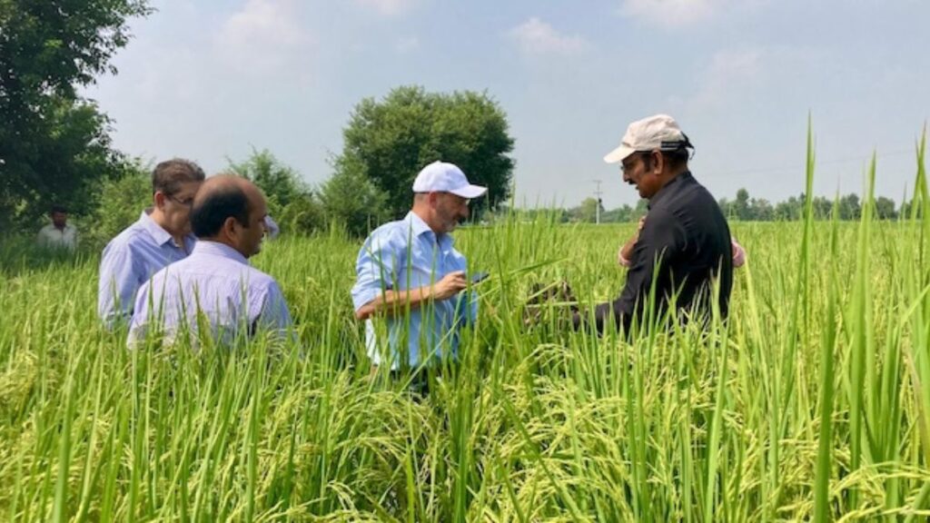 The Truth About Aavmaal—Why Farmers Are Switching Now