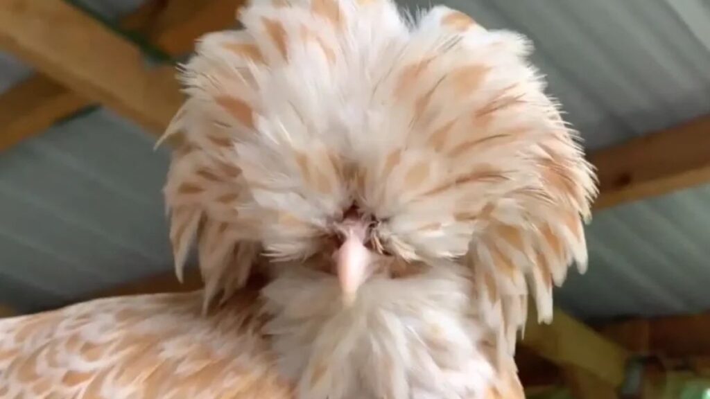 Polish Chicken: A Comprehensive Guide to This Unique Breed